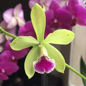 Meet your Posher, Agnes